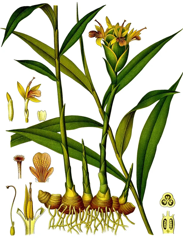 Đumbir