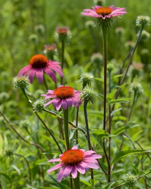 Ehinaceja (Grimizna ježovica)