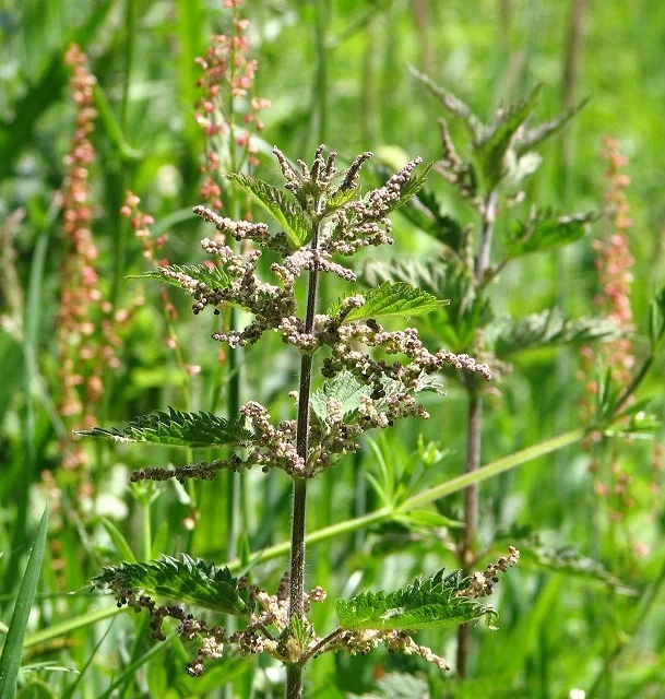 Kopriva