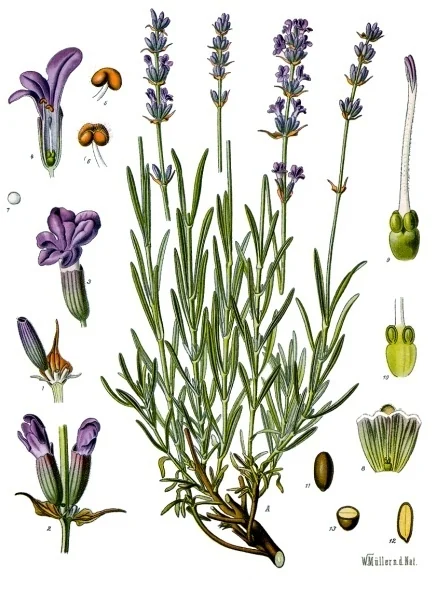 Lavanda