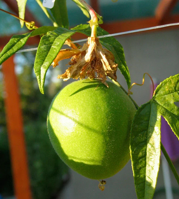Pasiflora