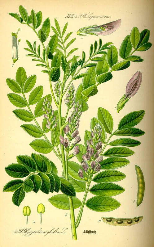 Sladić (Gospino bilje)